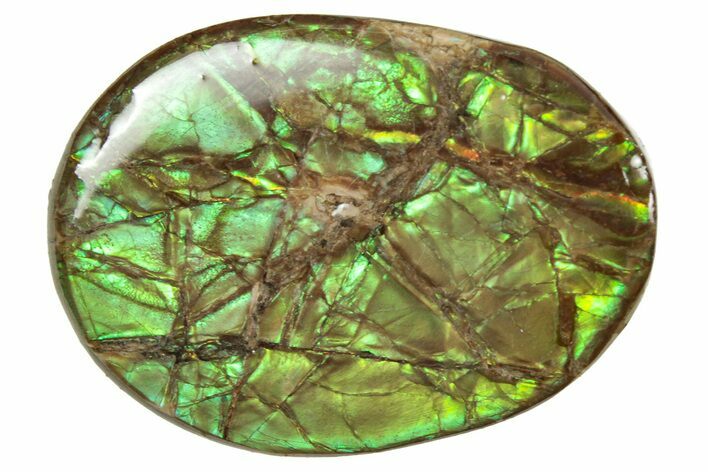 Flashy Ammolite (Fossil Ammonite Shell) - Greens & Yellows #357568